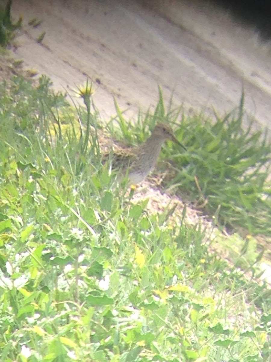 Pectoral Sandpiper - Ethan Kistler