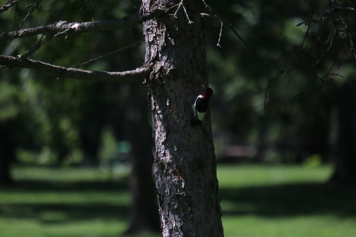 Red-headed Woodpecker - ML599524901