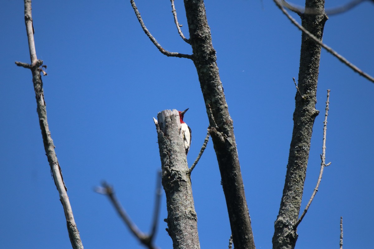 Red-headed Woodpecker - ML599524911