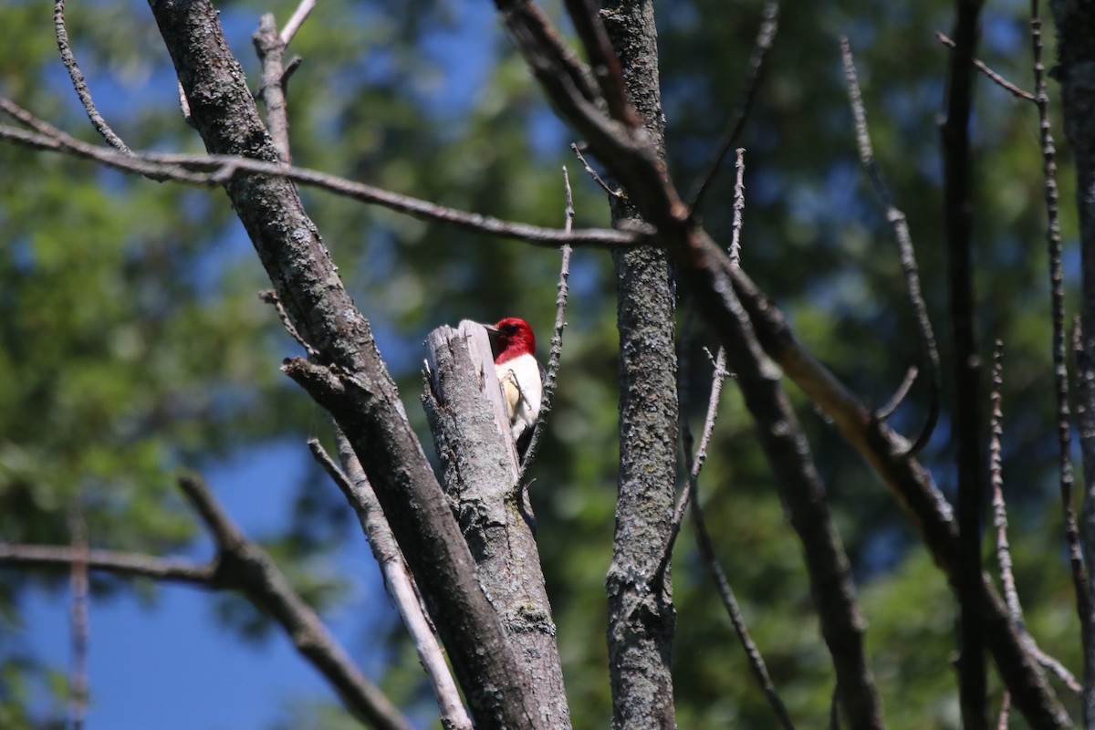 Red-headed Woodpecker - ML599524921