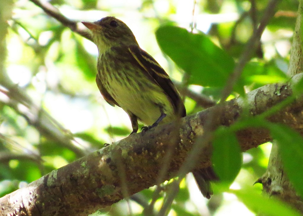 Dusky-tailed Flatbill - ML599525021