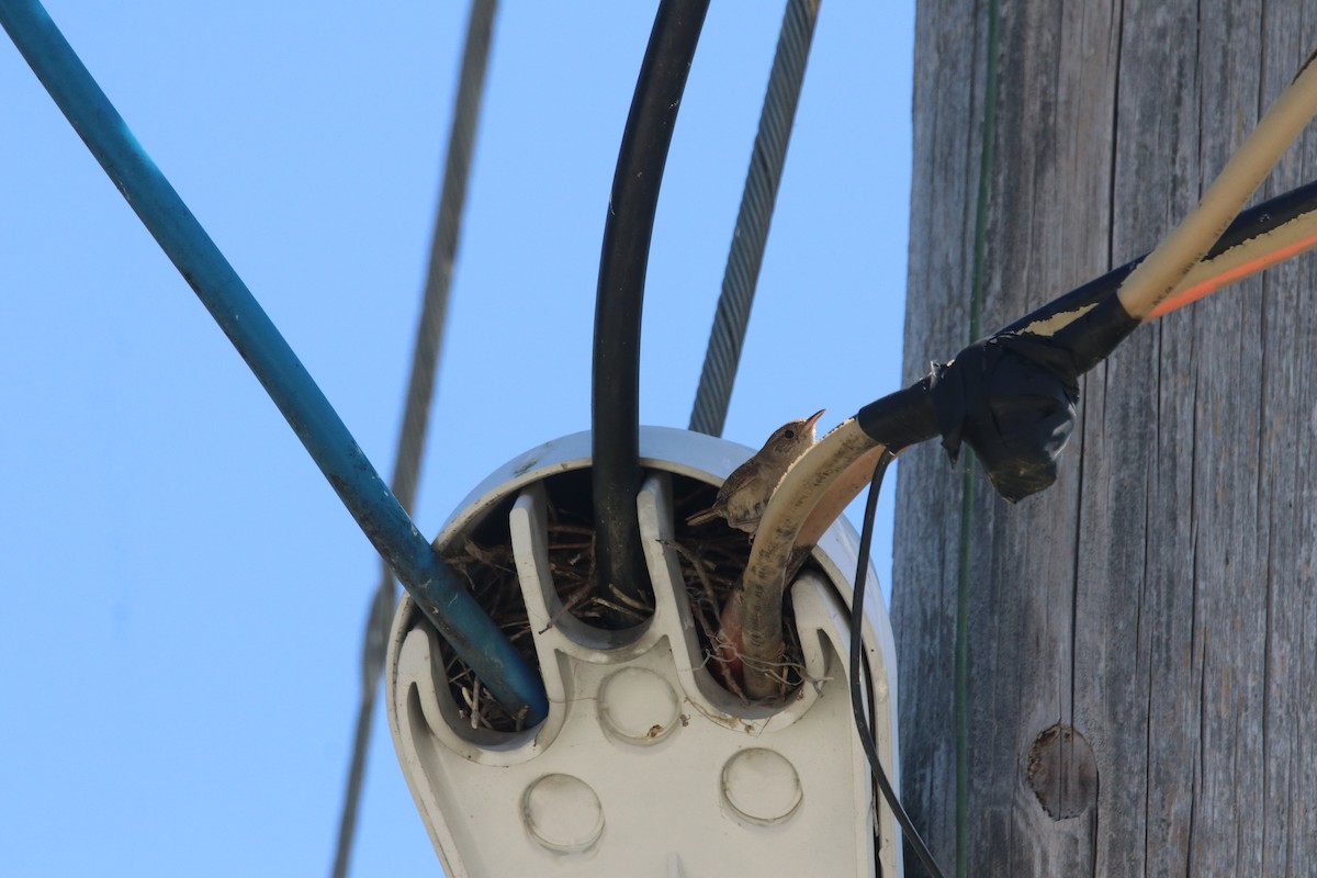 House Wren - ML599525091