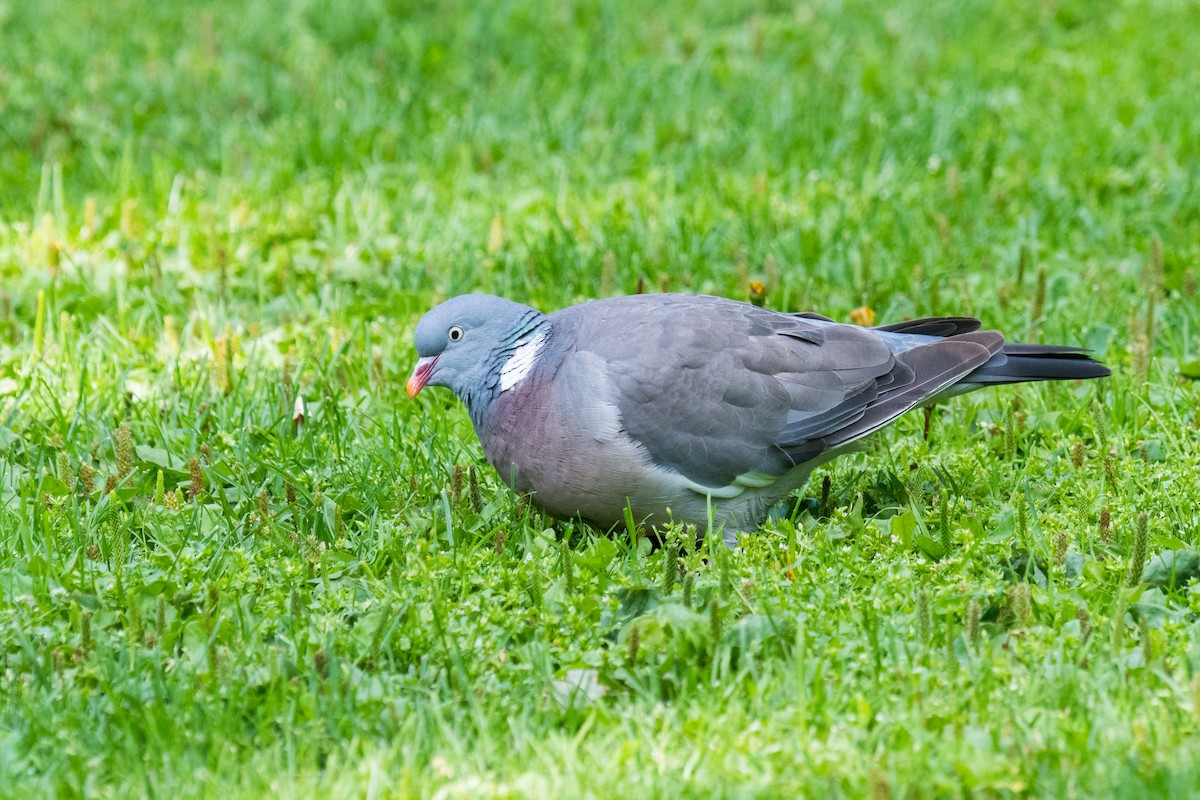 Common Wood-Pigeon - Emily Turteltaub Nelson