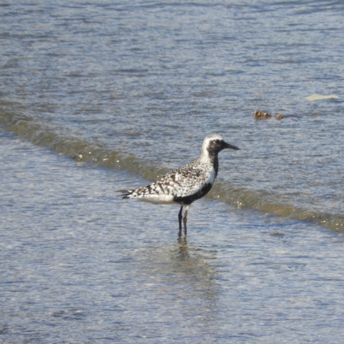 Black-bellied Plover - ML599525341