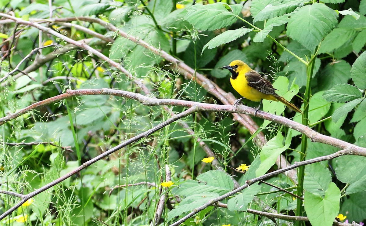 Hooded Oriole - Joshua Rudolph
