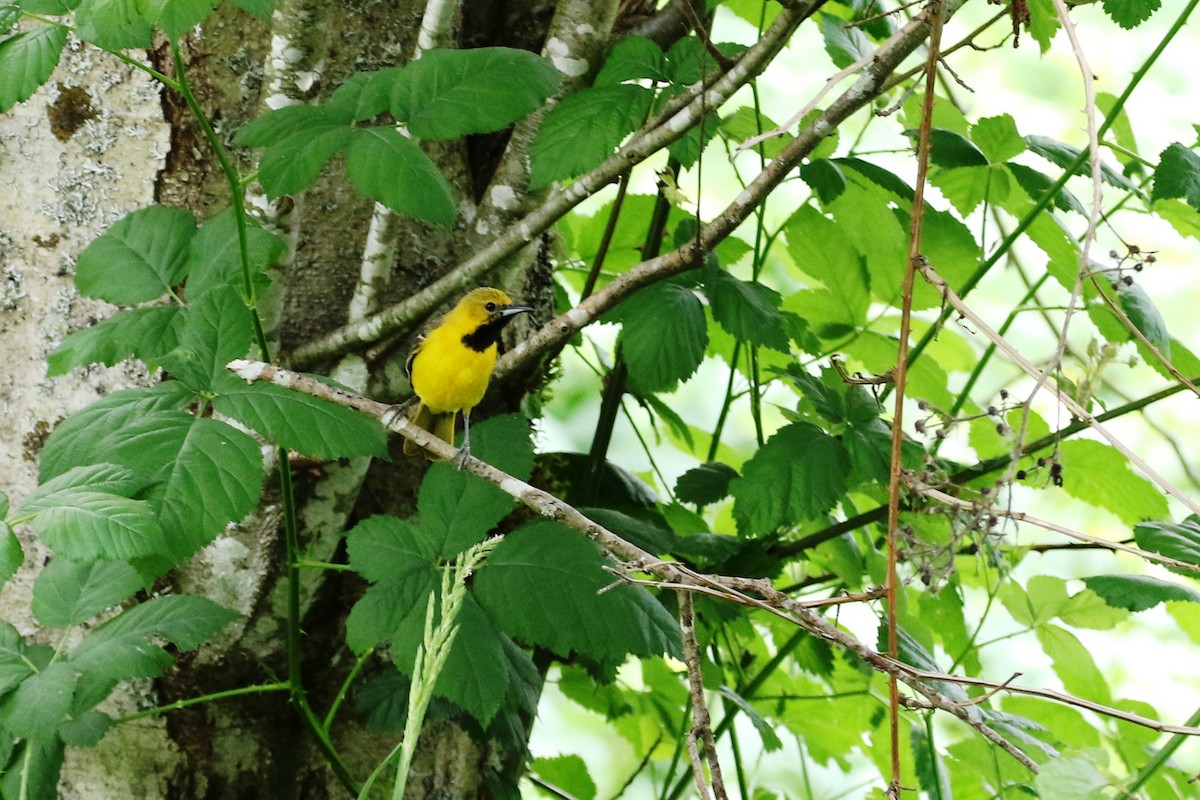 Hooded Oriole - ML59952681