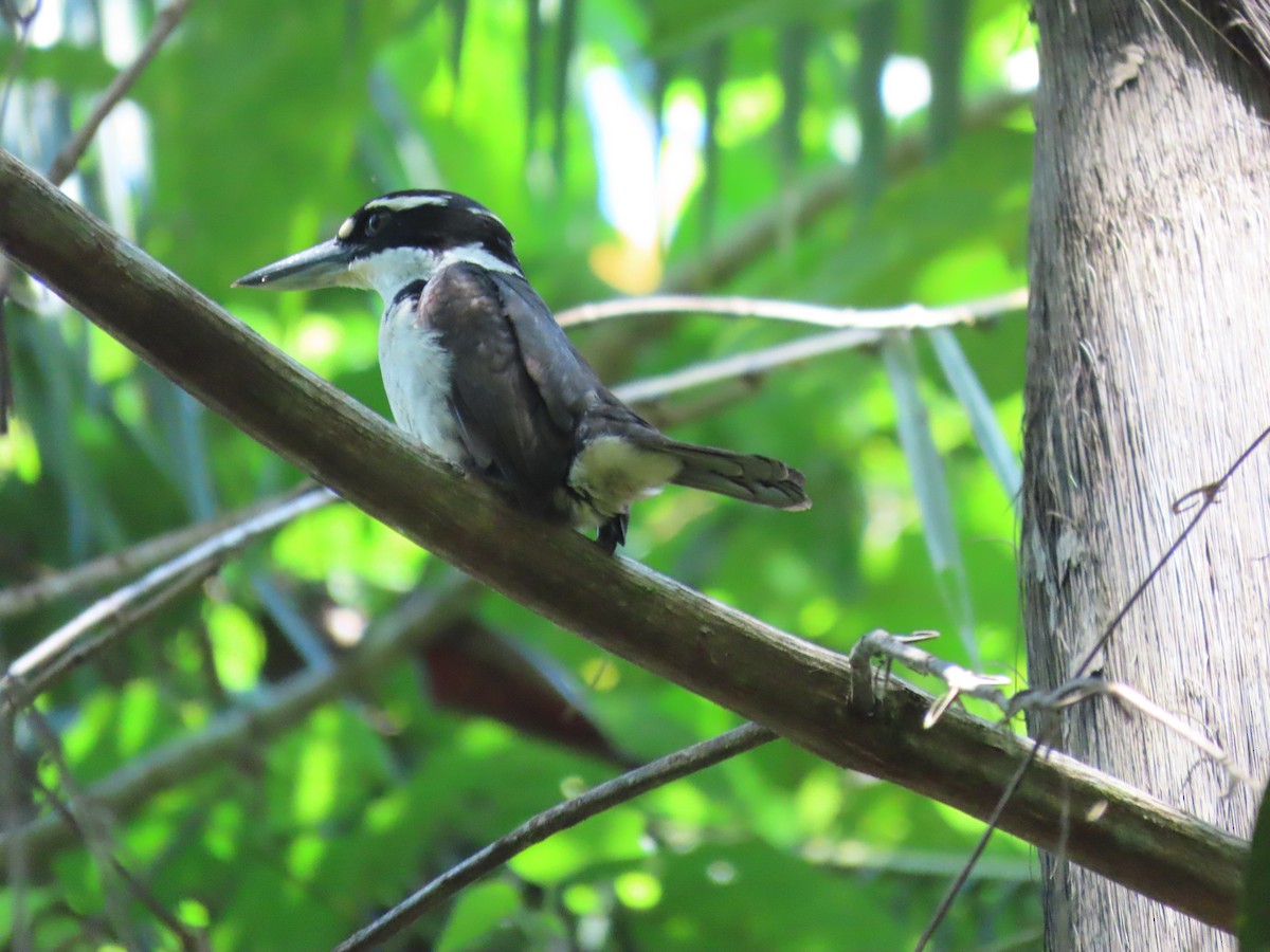 Sombre Kingfisher - ML599527891