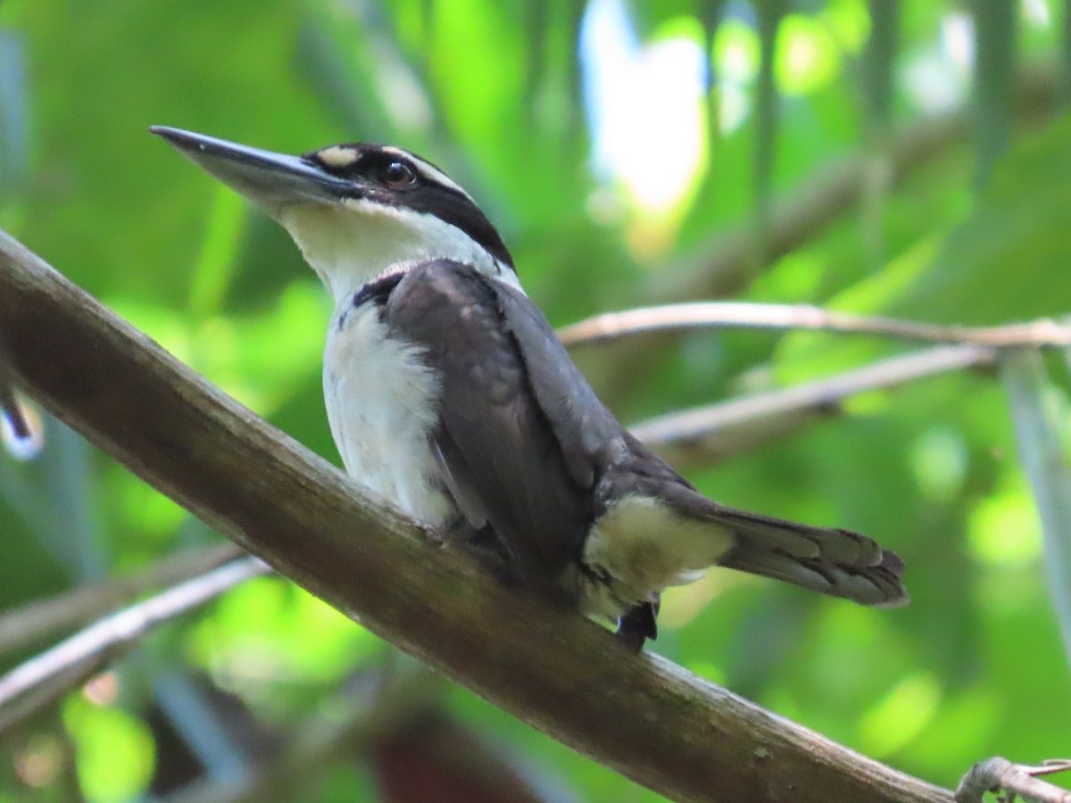 Sombre Kingfisher - ML599527961