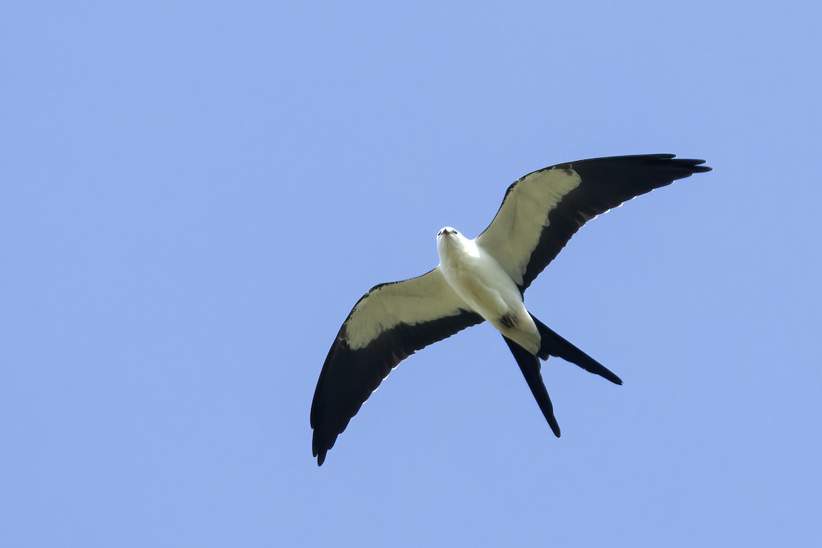 Swallow-tailed Kite - Ted Keyel
