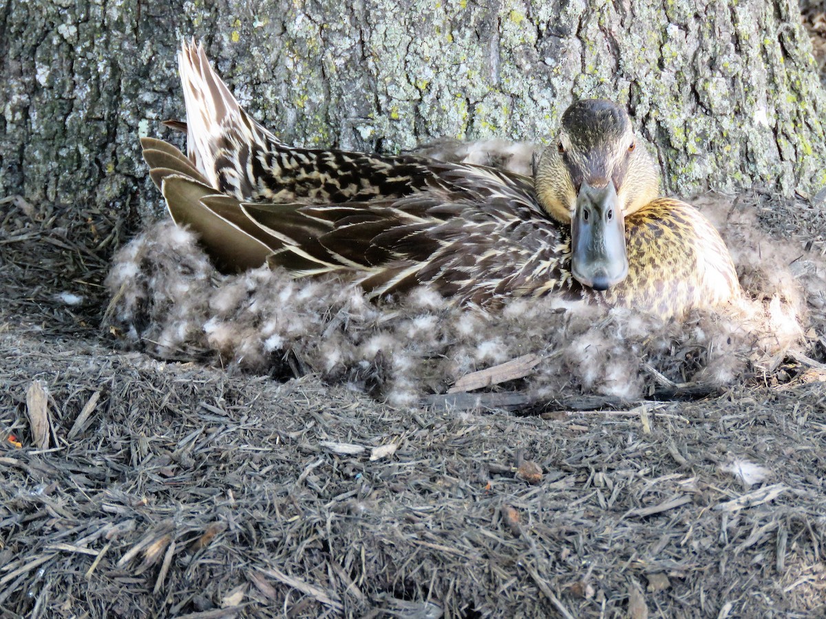 Mallard - Jon Little