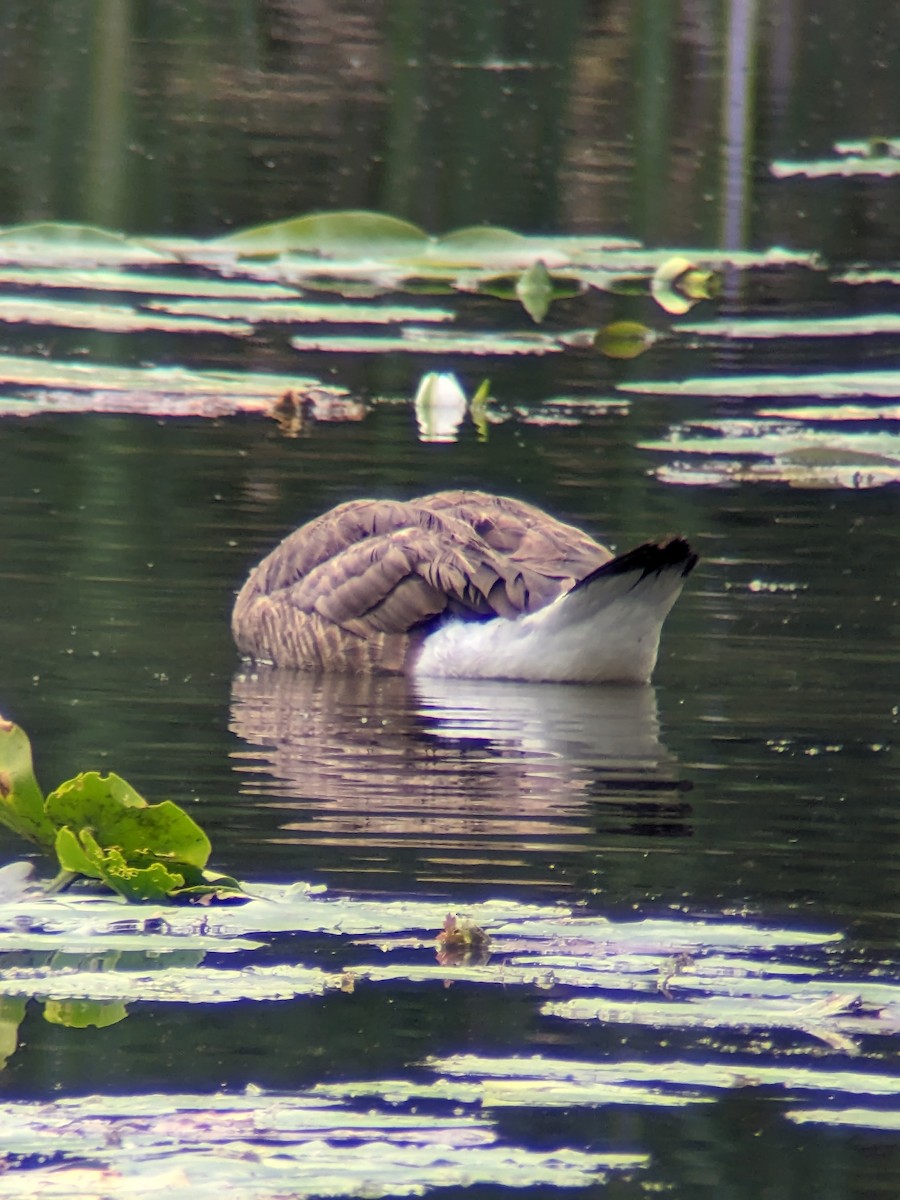 Canada Goose - ML599530161