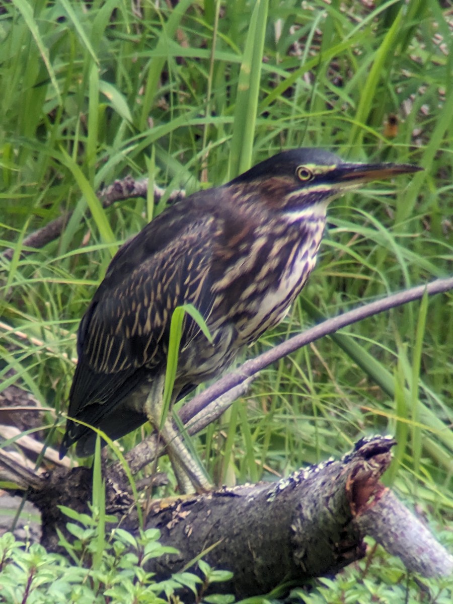 Green Heron - ML599530391