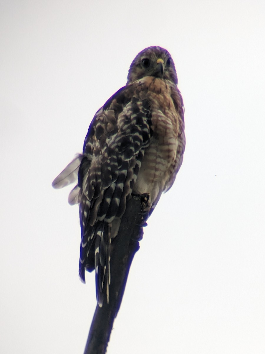 Red-shouldered Hawk - ML599530451