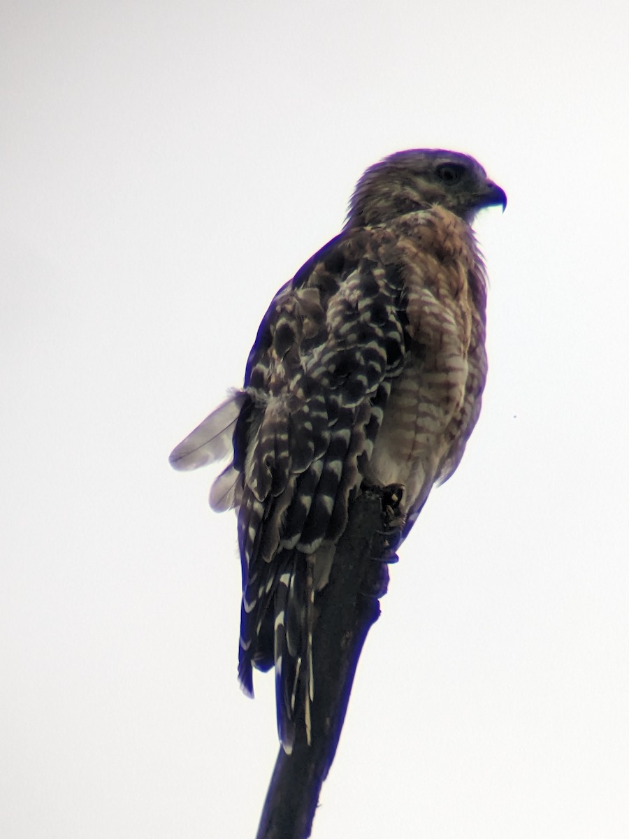 Red-shouldered Hawk - ML599530461