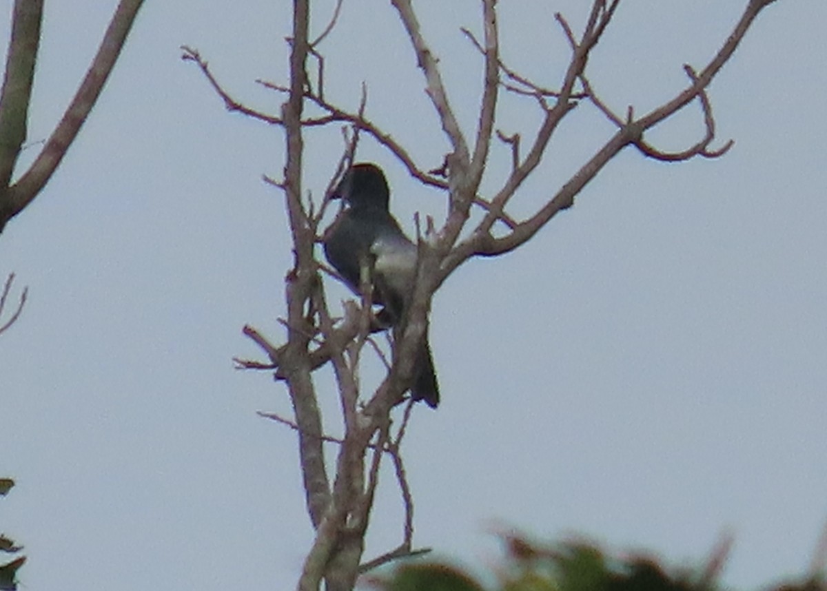 Moluccan Cuckooshrike - Jeff Hopkins