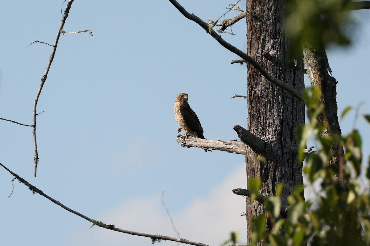 Broad-winged Hawk - ML599531151