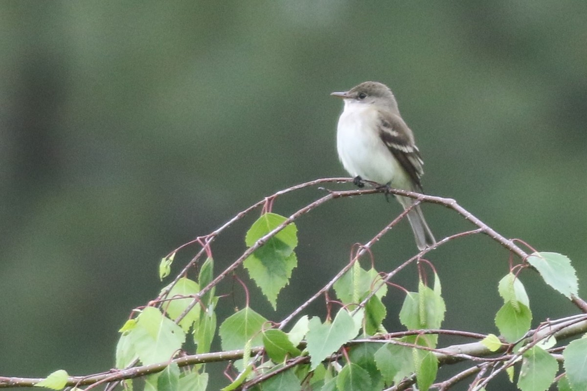 Alder Flycatcher - Margaret Viens