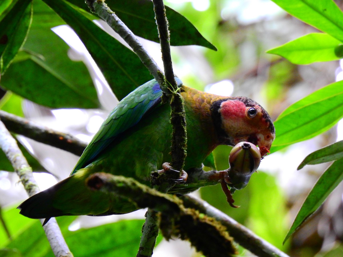 Rose-faced Parrot - Edwin Munera