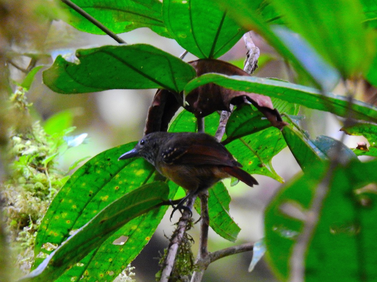 Checker-throated Stipplethroat - Edwin Munera