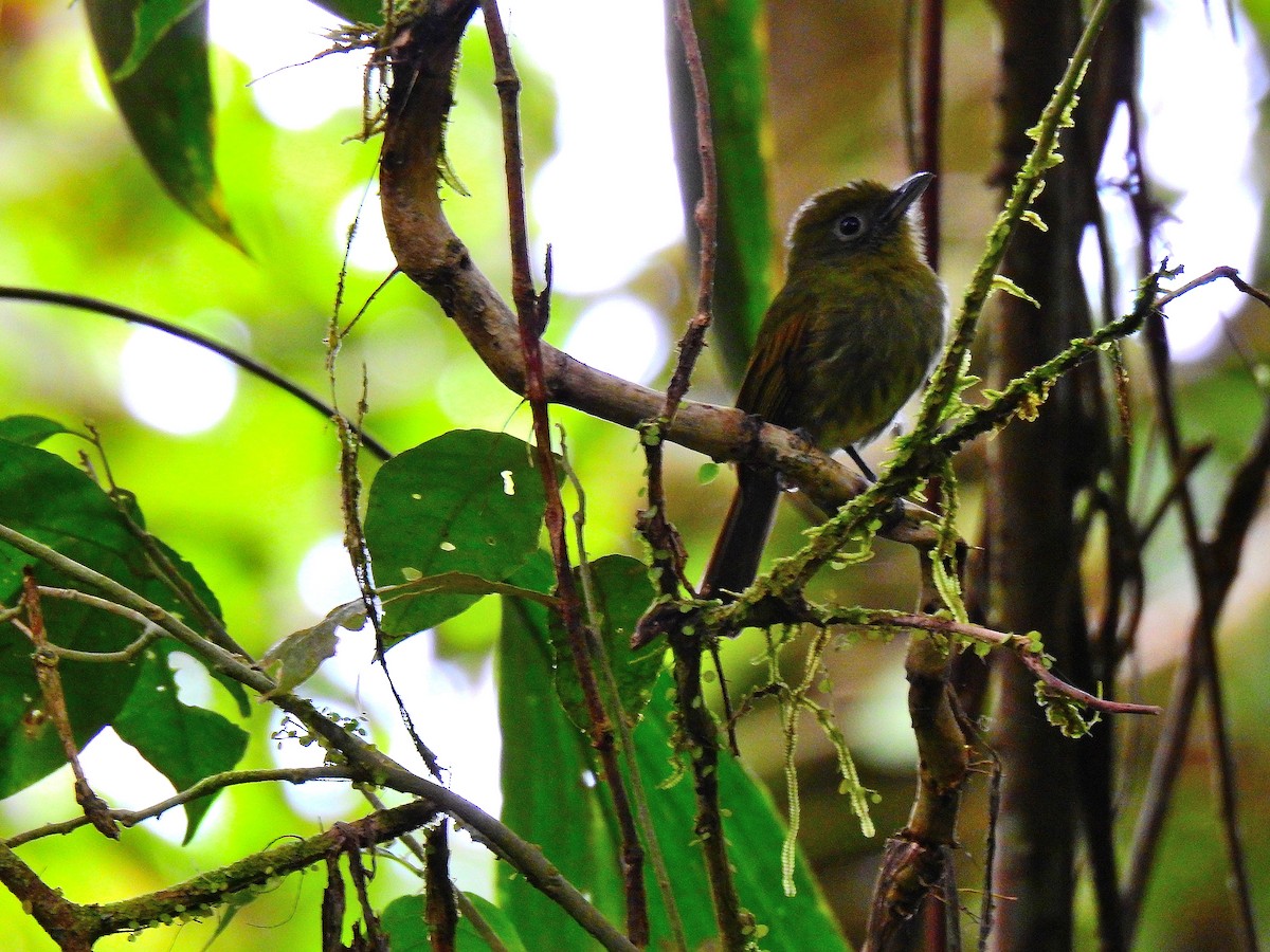 Pacific Flatbill - Edwin Munera