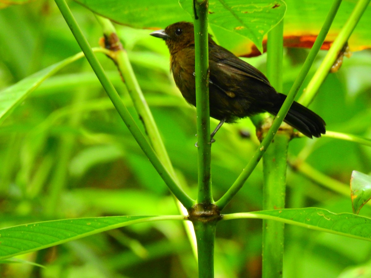 Tawny-crested Tanager - Edwin Munera