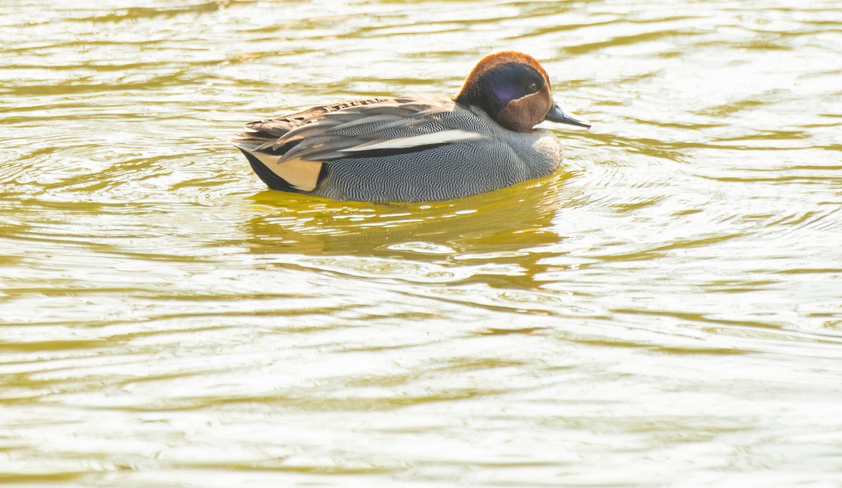 Green-winged Teal - Anuj Ghimire