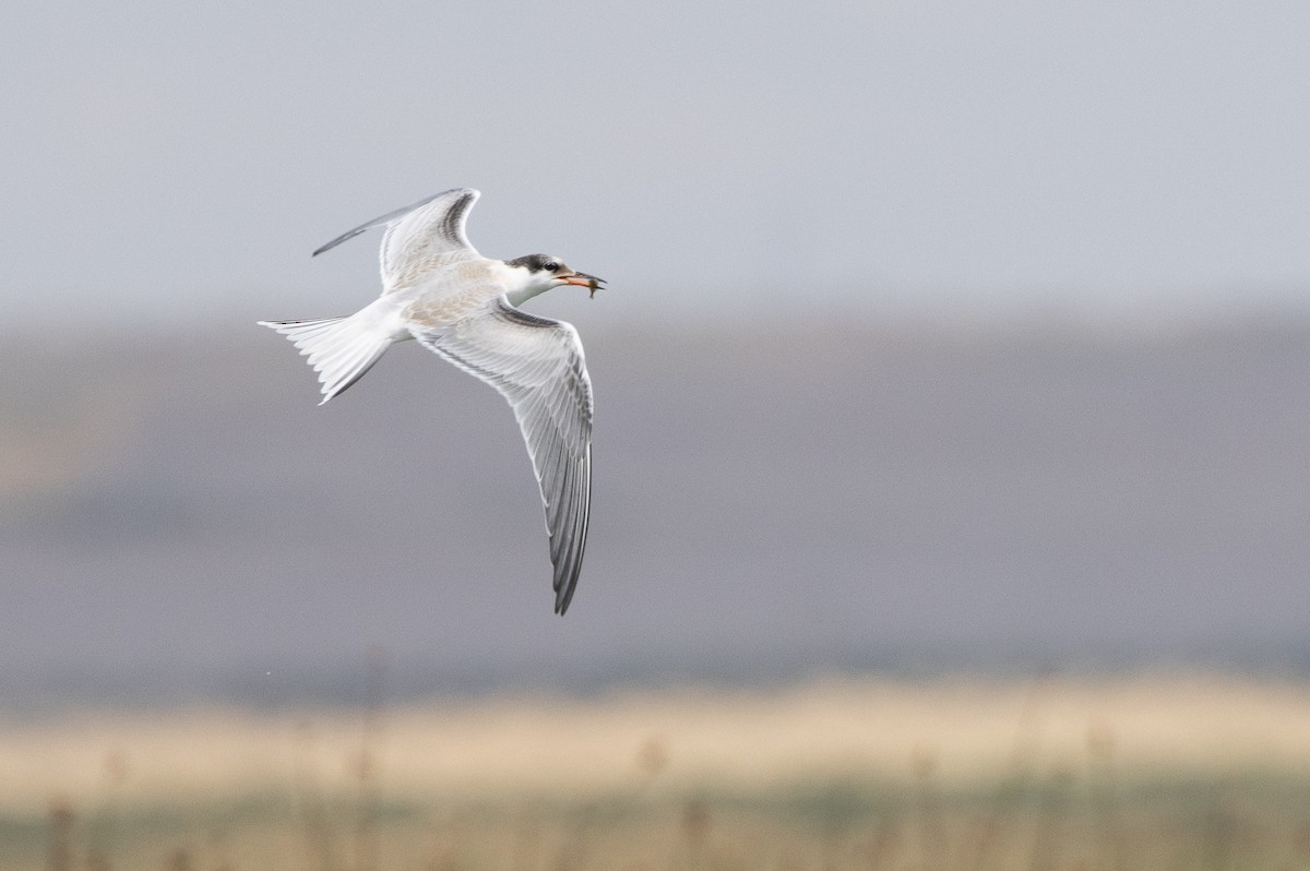 Common Tern - Nick Ramsey