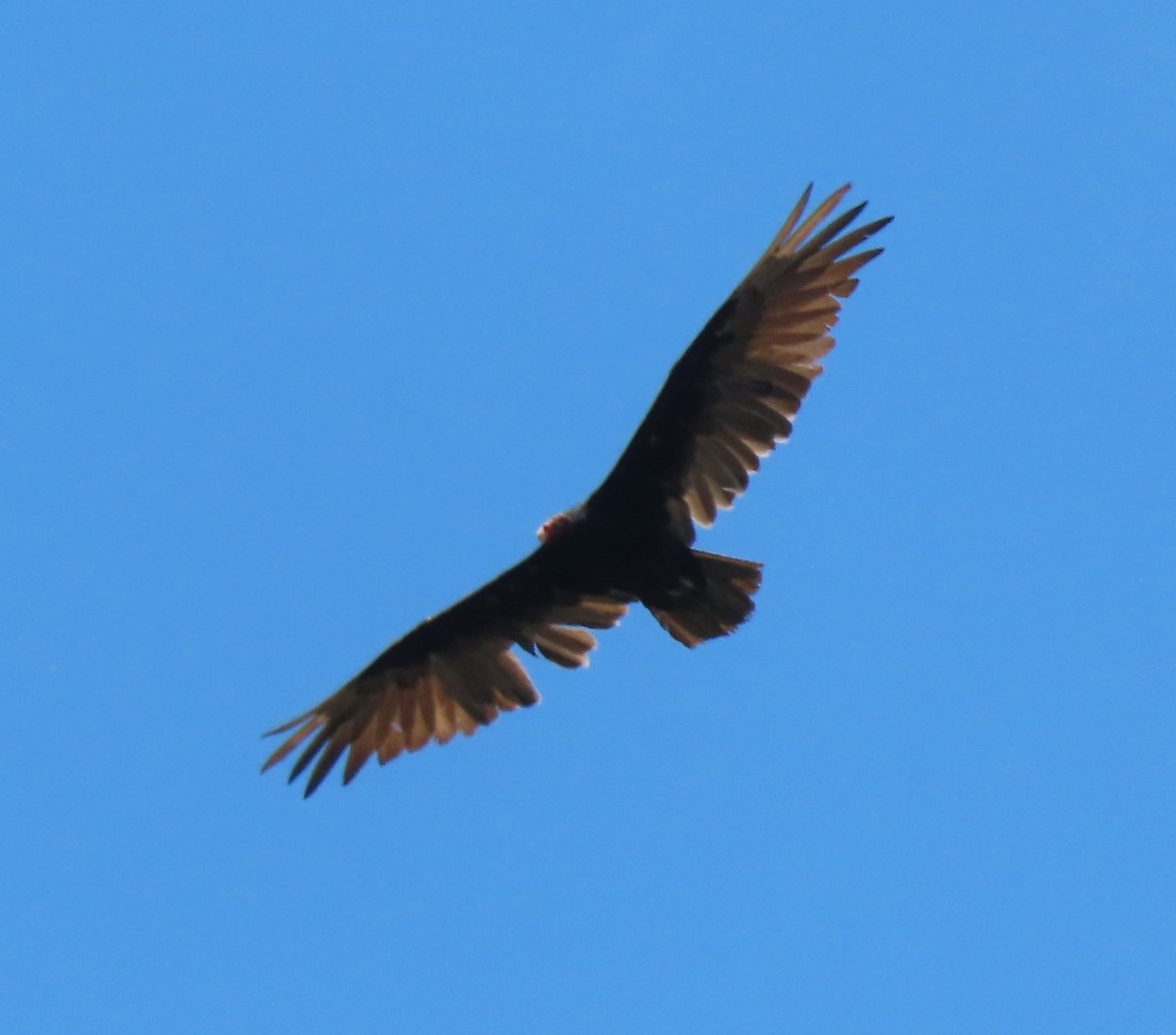Turkey Vulture - ML599534881