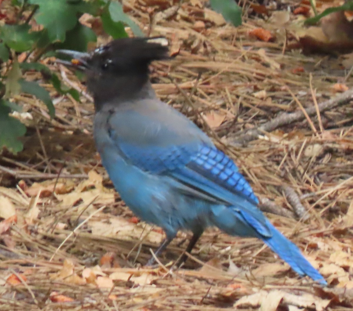 Steller's Jay - Mark Romero