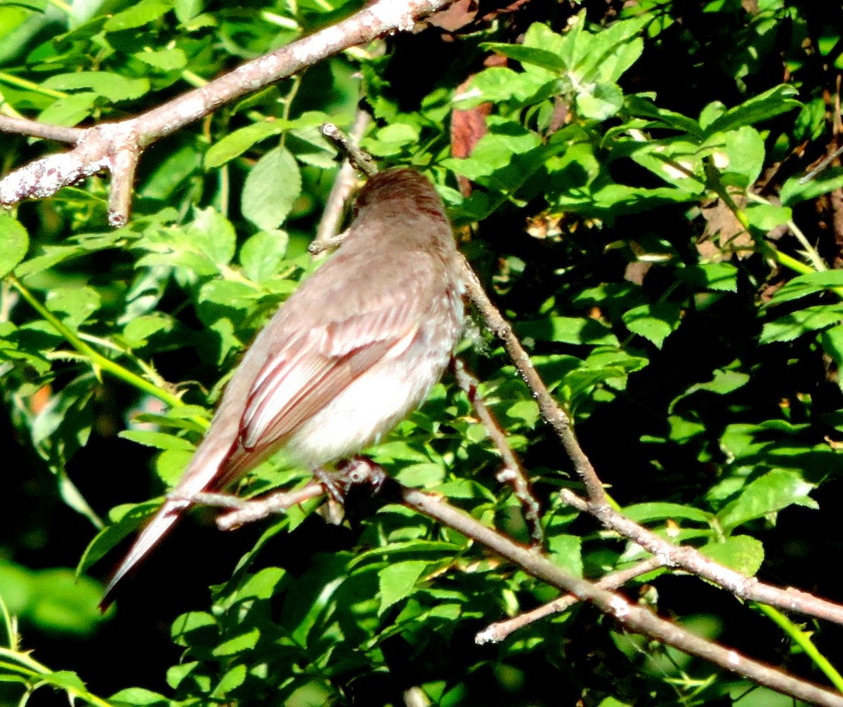 Eastern Phoebe - ML59953631