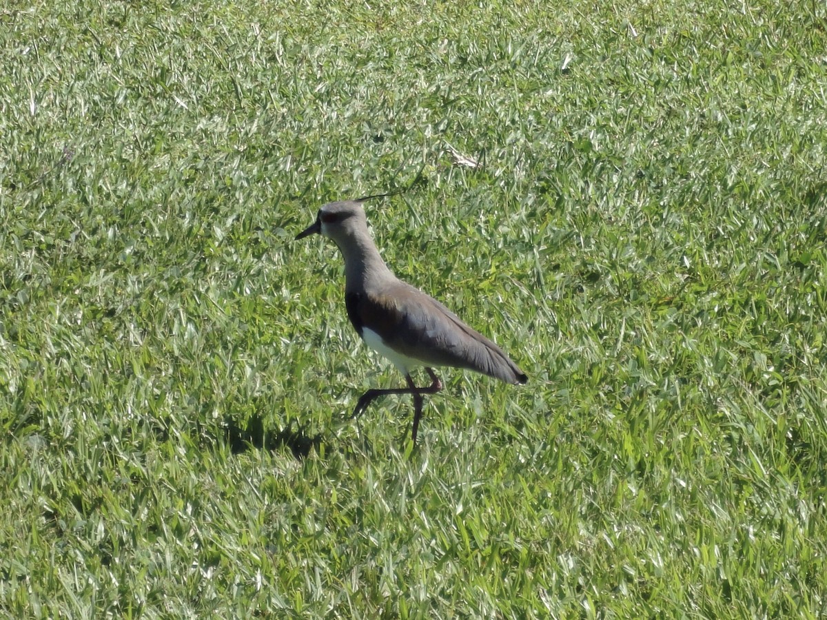 Southern Lapwing - ML599536621