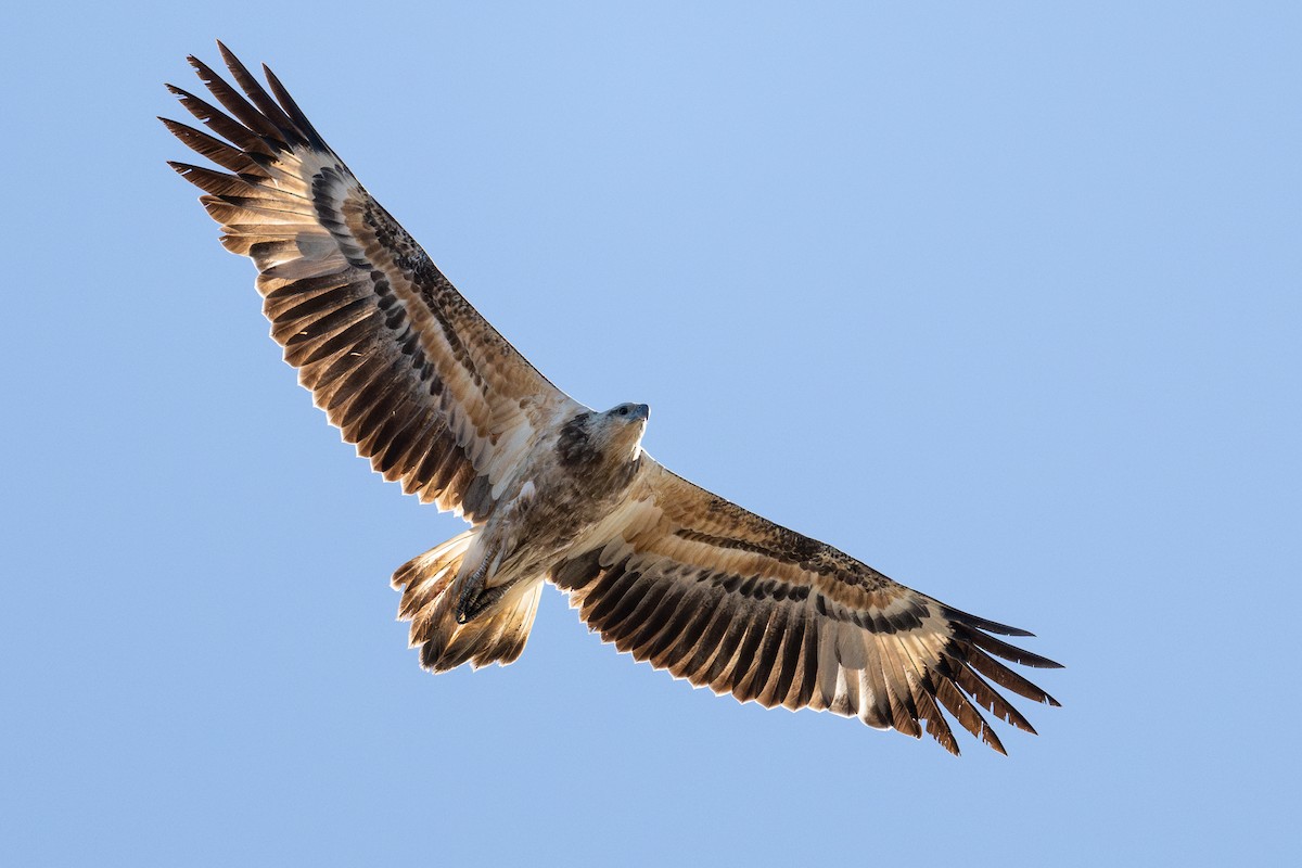 White-bellied Sea-Eagle - ML599536681