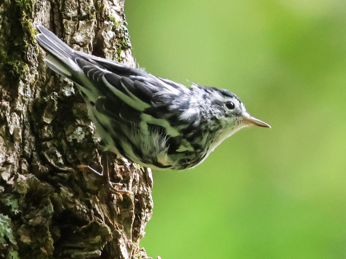 Black-and-white Warbler - Diane Lepkowski