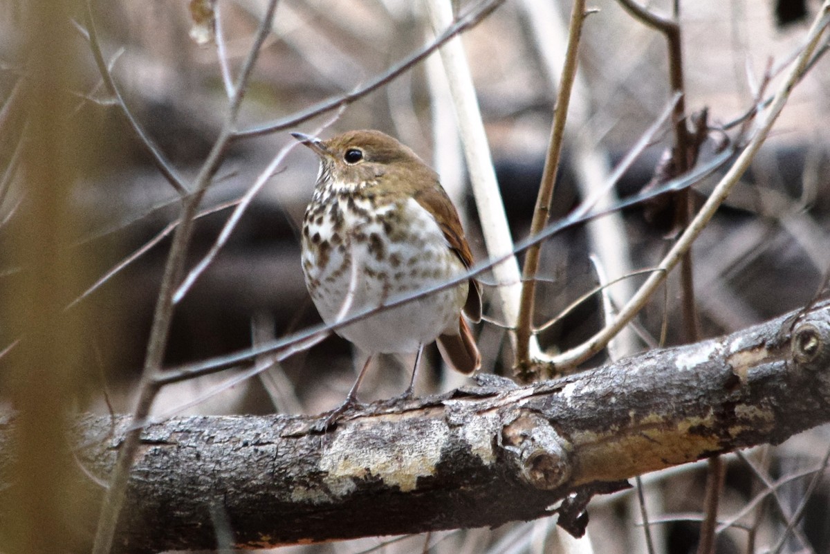 Hermit Thrush - Anne Mytych