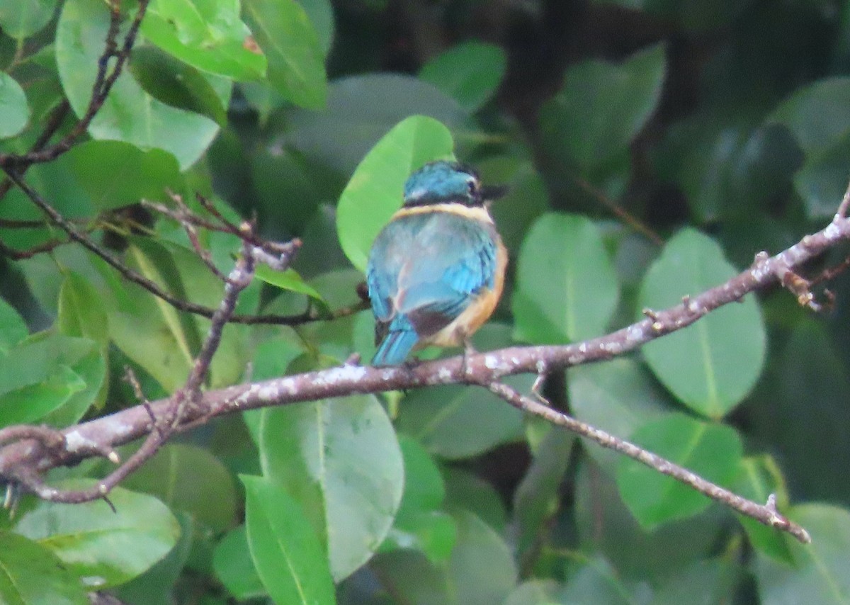 Sacred Kingfisher - Jeff Hopkins