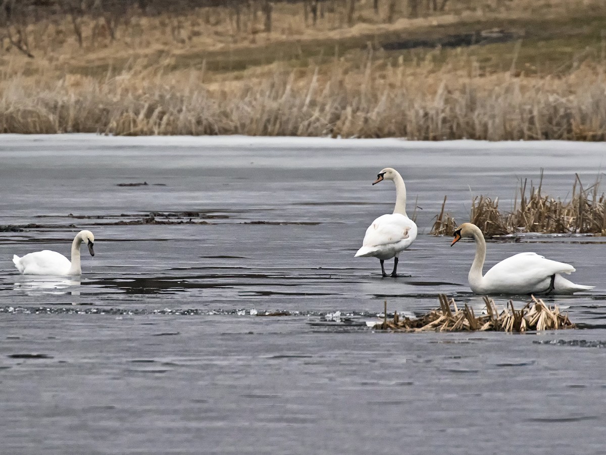 Adult and immature