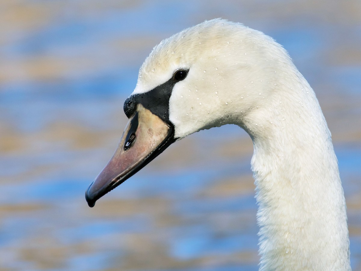 Immature