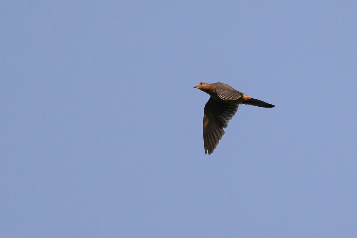 Mourning Dove - ML599541951