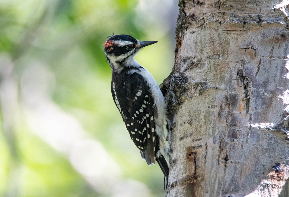 Hairy Woodpecker - ML599543371