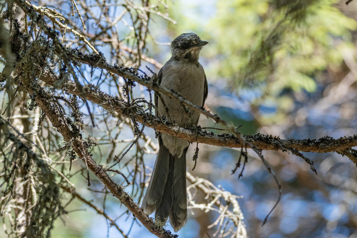 Canada Jay - Andra Florea