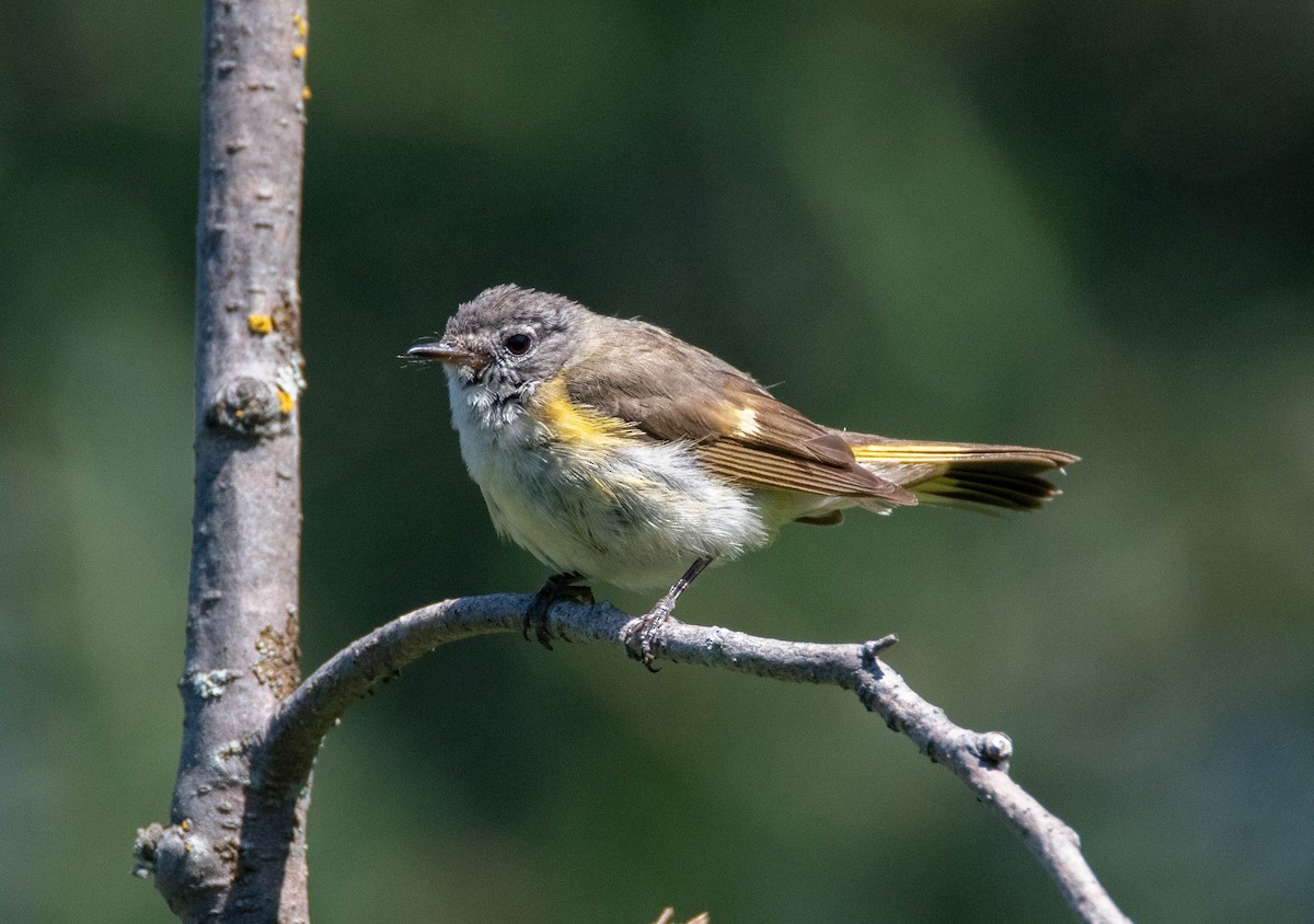 American Redstart - Andra Florea