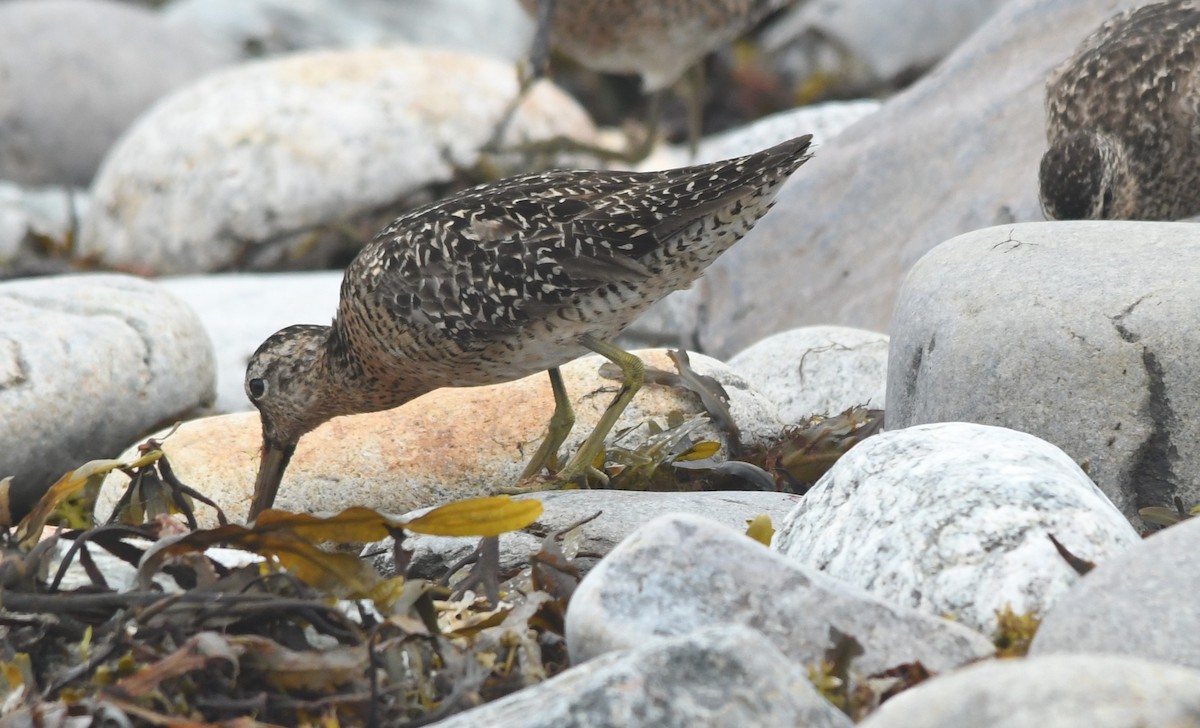 Short-billed Dowitcher - ML599544931