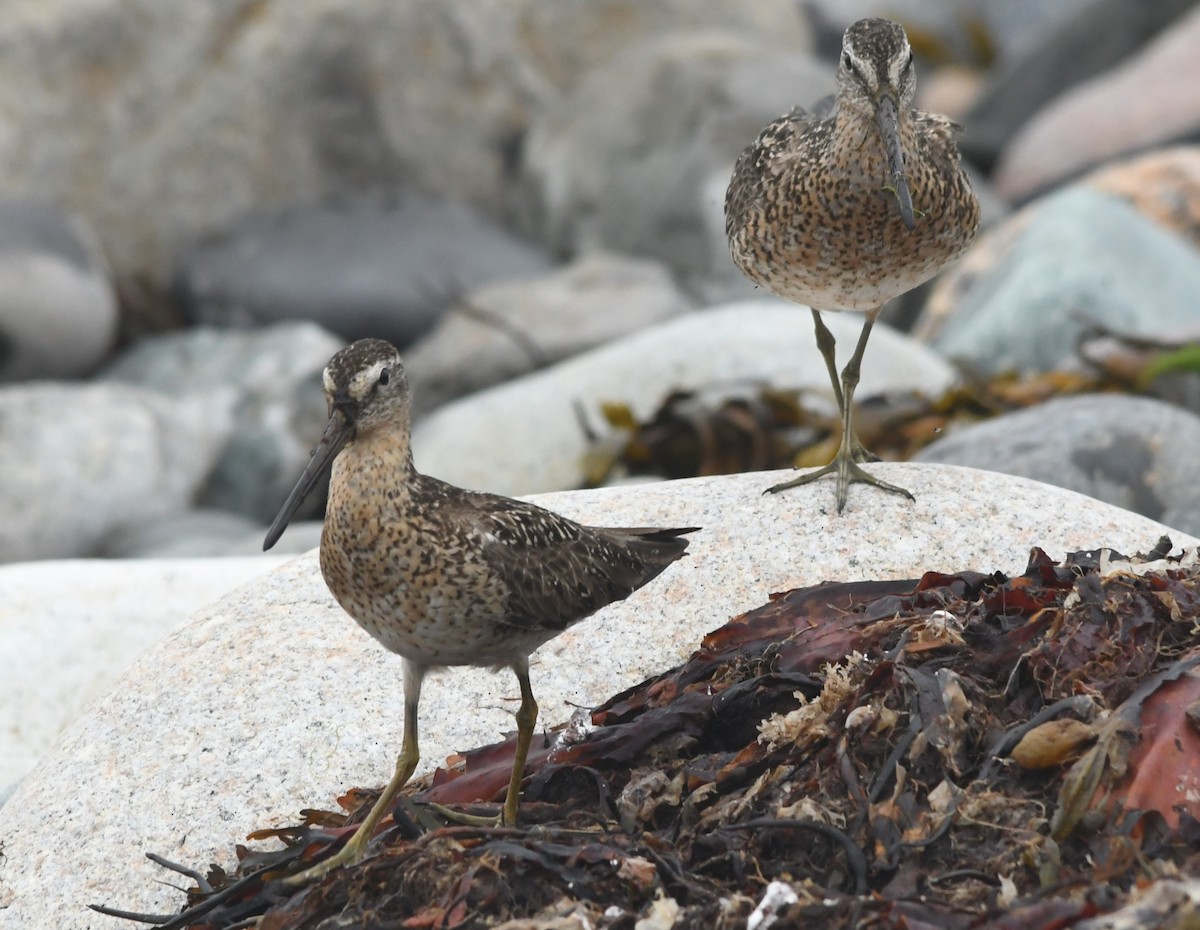 Short-billed Dowitcher - ML599544961