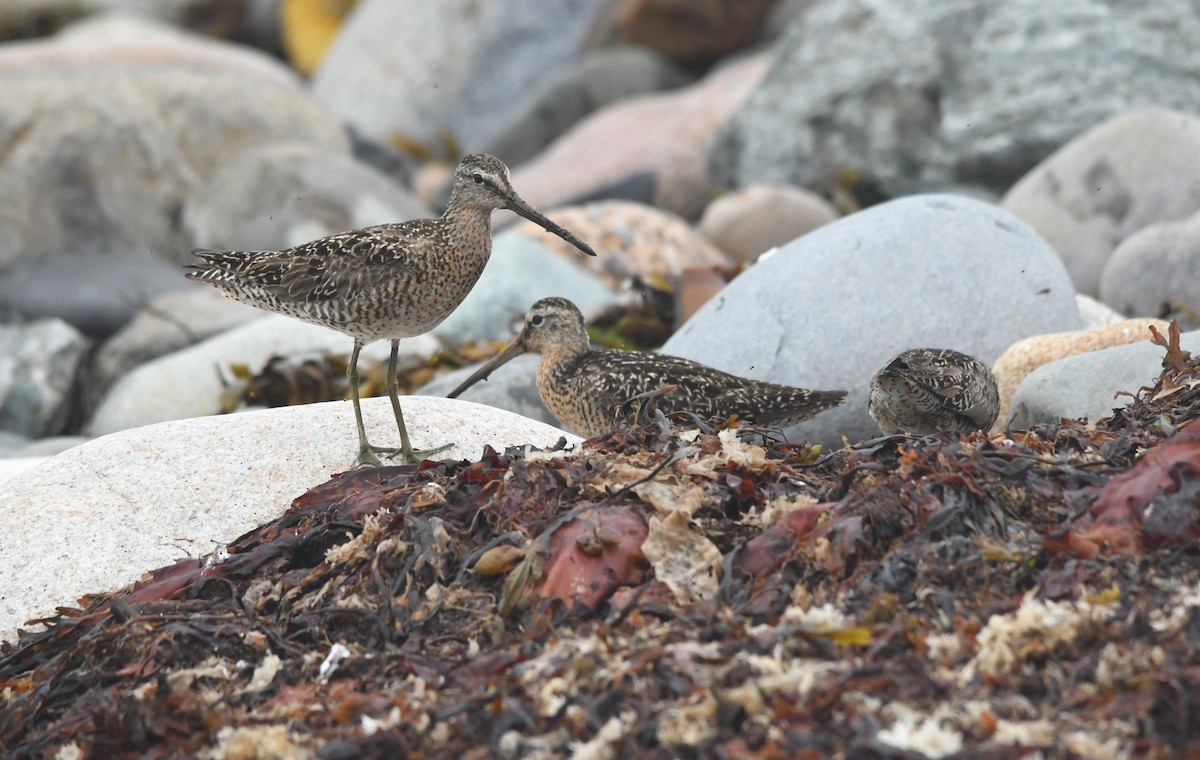 Short-billed Dowitcher - ML599544971