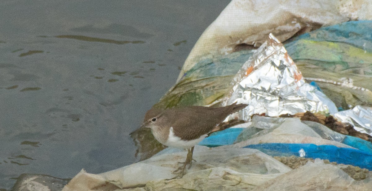 Common Sandpiper - ML599545201