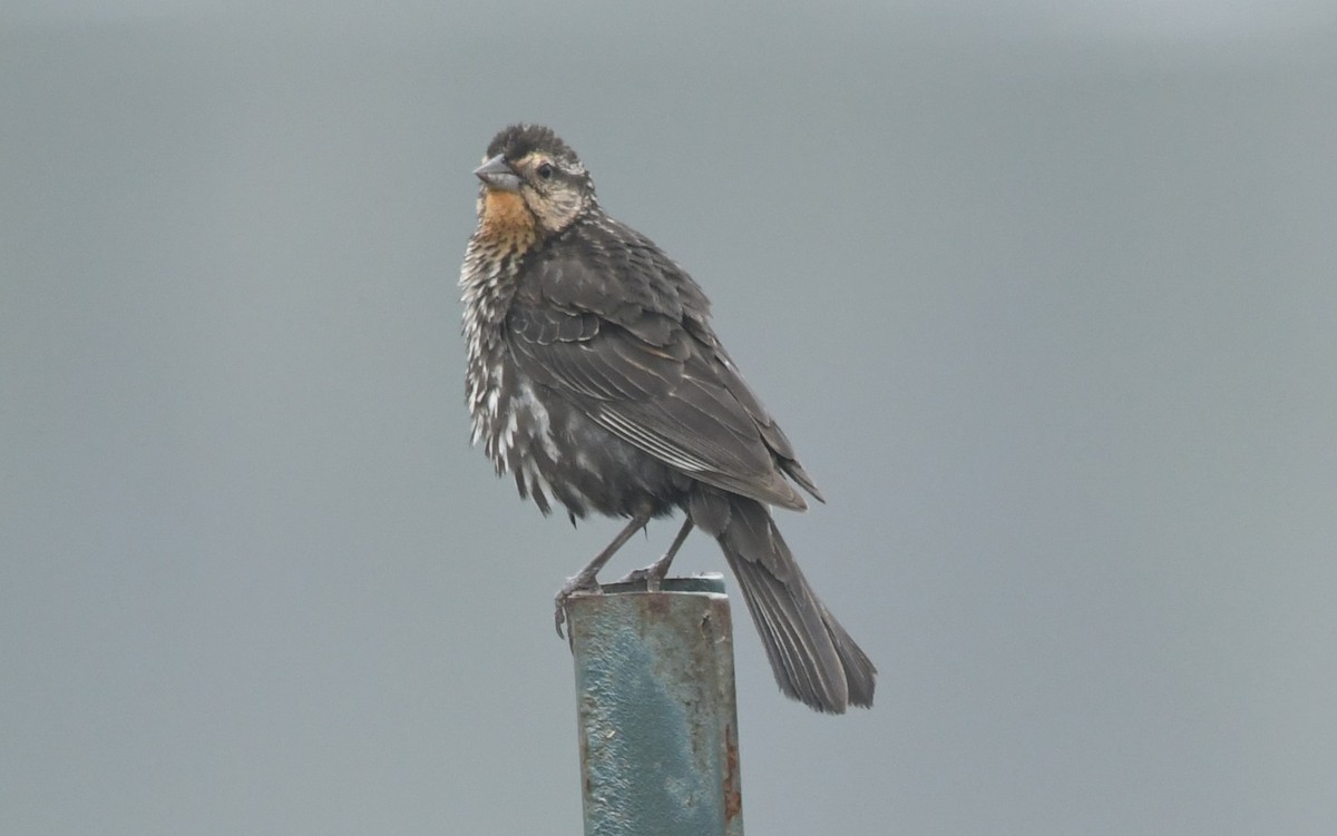 Red-winged Blackbird - ML599545211