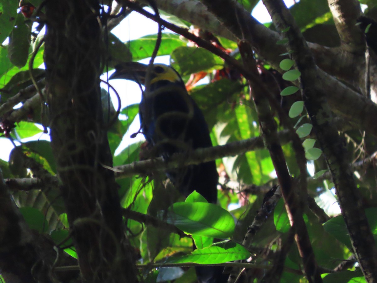 Sulawesi Hornbill (Dwarf) - Jeff Hopkins