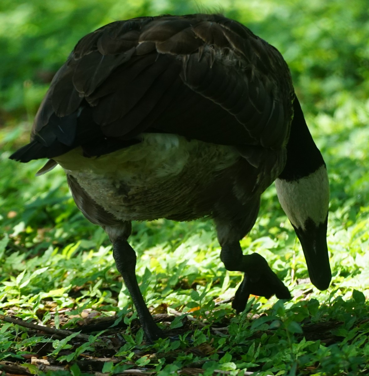 Canada Goose - ML599547321