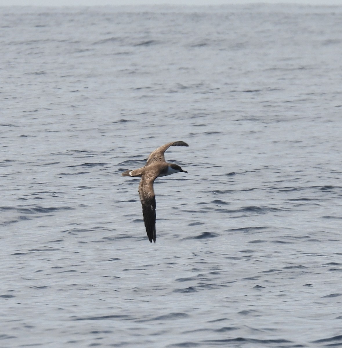 Great Shearwater - ML599547531