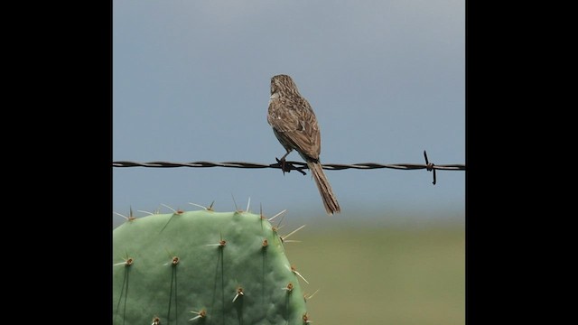 Cassin's Sparrow - ML599548001